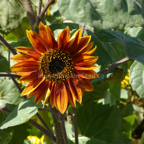 sunflower 2本 Earthwalker Sunflower seeds | Blue Pumpkin Seed Co