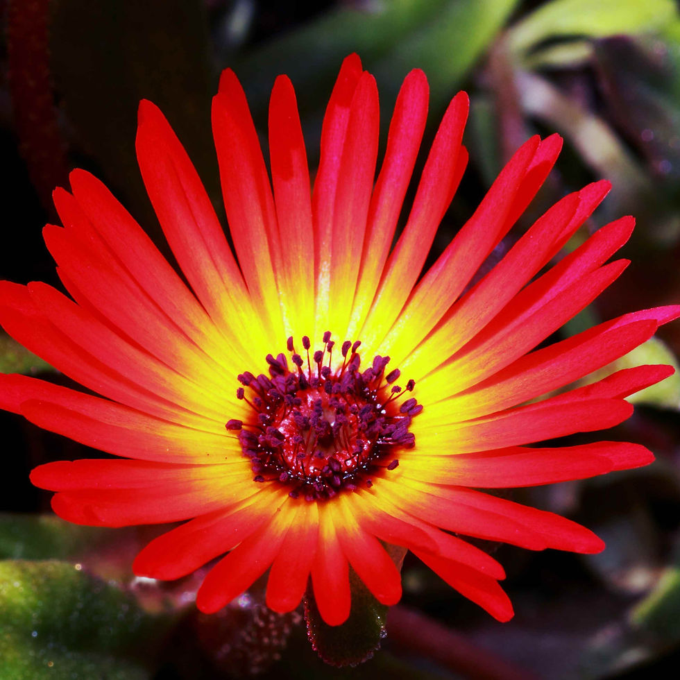 Thumbnail: A red Ice Plant flower with a yellow center.