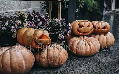 Blue Pumpkin Seed Co. Musquee de Provence Pumpkin Seeds