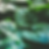 Thumbnail: Succulent leaves of the malabar spinach plant