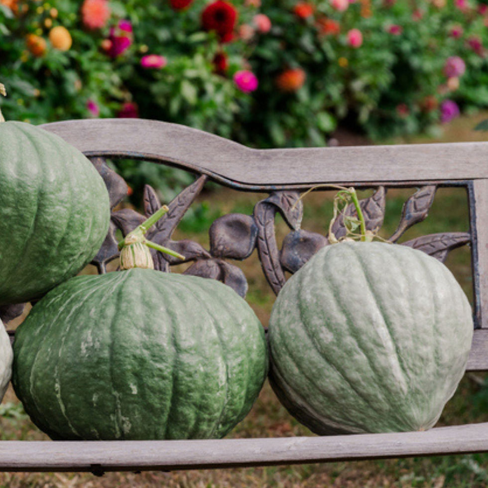Miniatura: Three Misty Mountain F1 pumpkins on an old wooden bench.