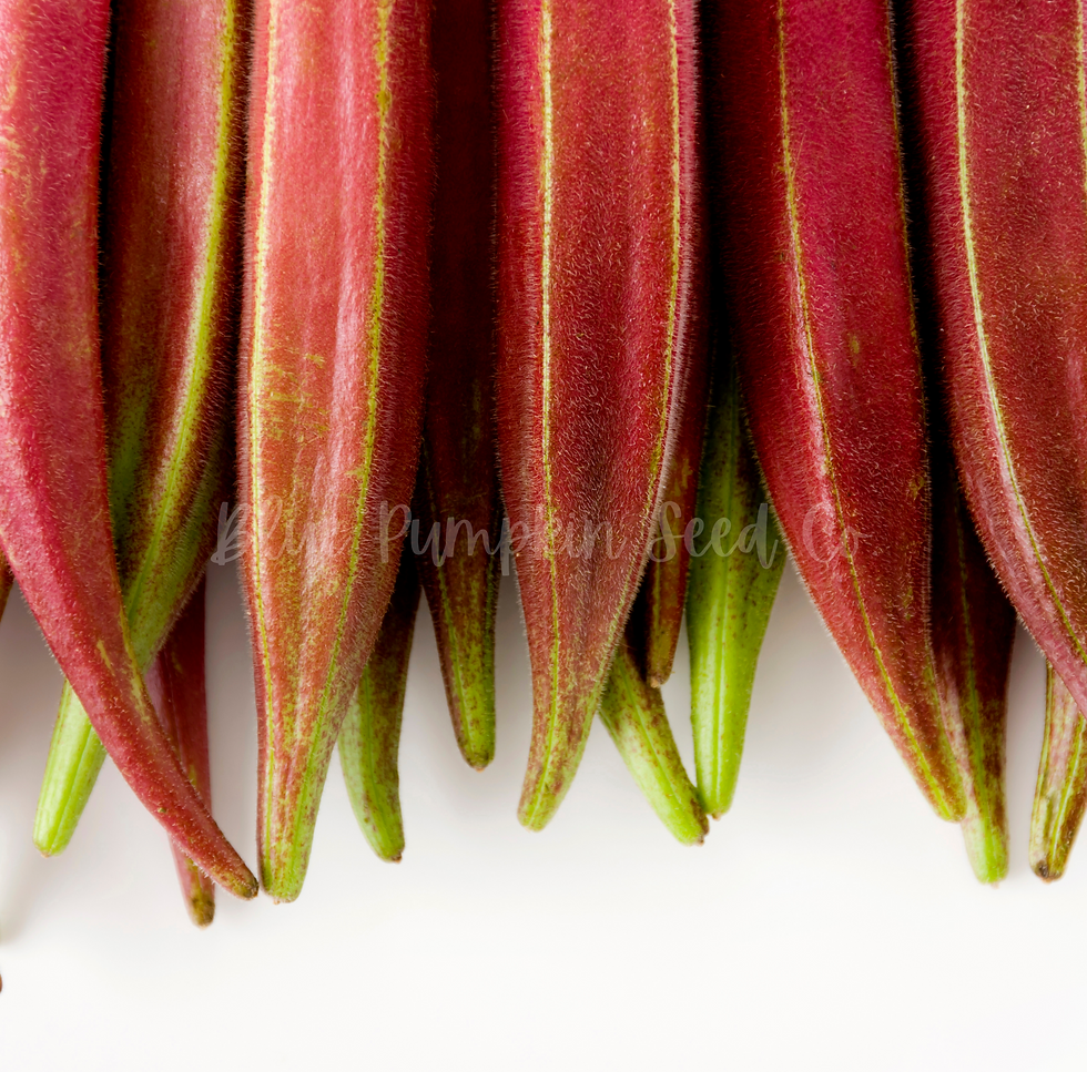 Miniatura: Several Red Burgundy pods laid out neatly.