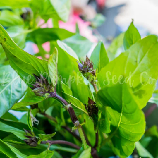 Thumbnail: A healthy young Thai basil plant.