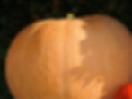 Thumbnail: A close look at a Winter Luxury Pie pumpkin.