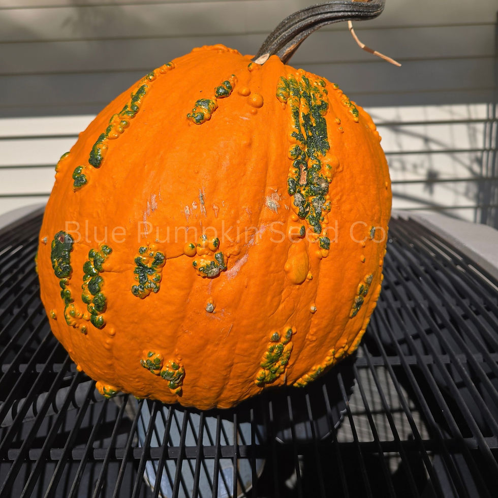 A large fright pumpkin on our a.c.