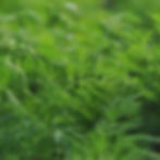 Thumbnail: Healthy Dill growing in a garden.
