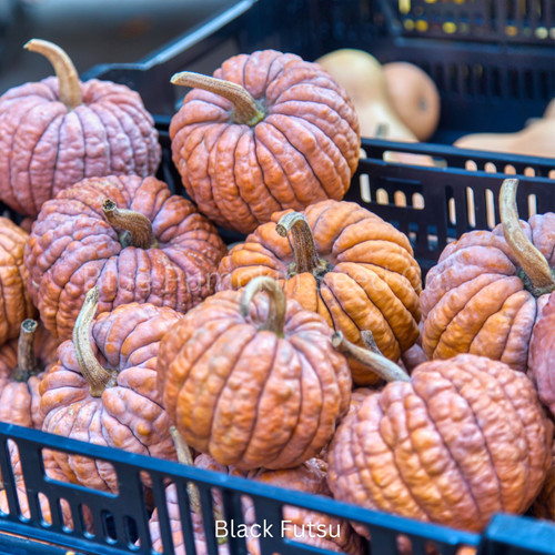 Tokyo Garden Japanese Pumpkin Seed Mix | Blue Pumpkin Seed Co