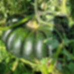 Thumbnail: A Tonda Di Napoli pumpkin ready to harvest.
