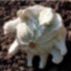 A large Yugoslavian fingers squash.