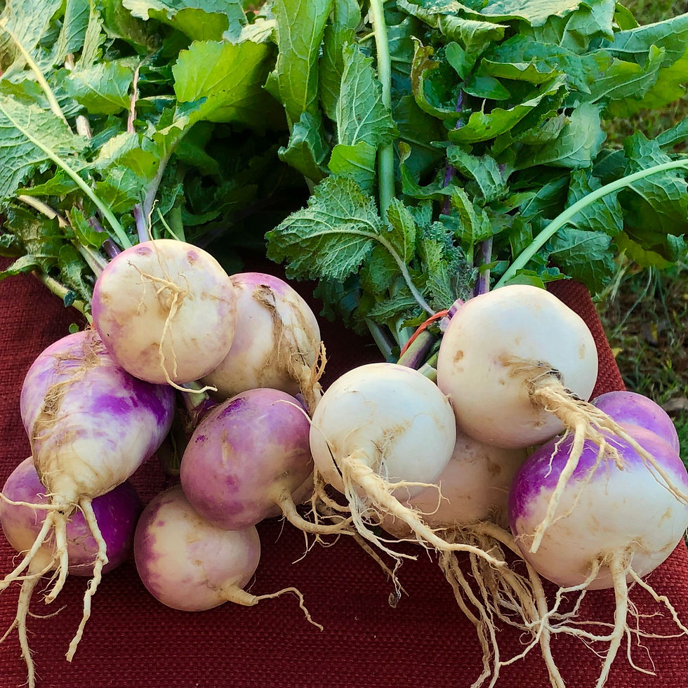 Thumbnail: A large pile of Purple Top White Globe Turnips at a market.