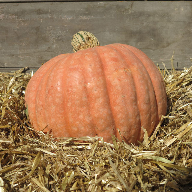 Miniatura: A Moonscape pumpkin on a bed of hay.