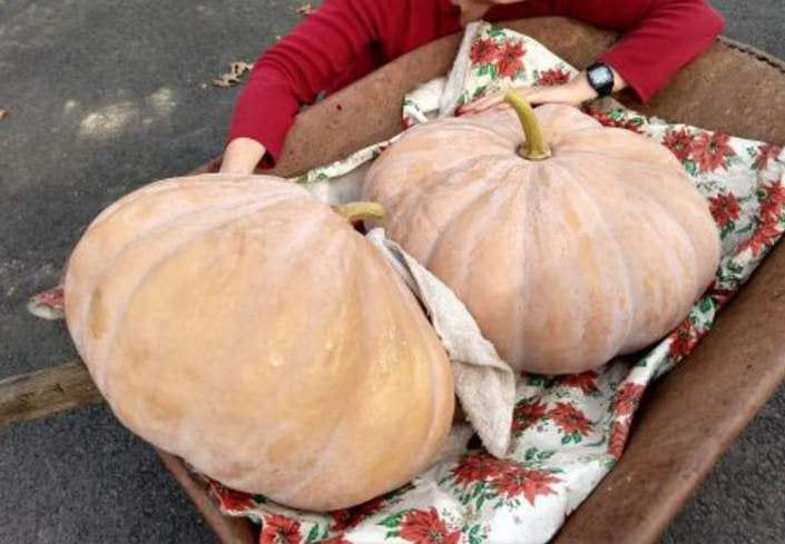 Thumbnail: Two large Upper Ground Sweet Potato squash in a wheel barrel.