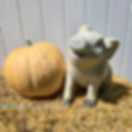 Thumbnail: A Mocha F1 pumpkin next to our ceramic pig.