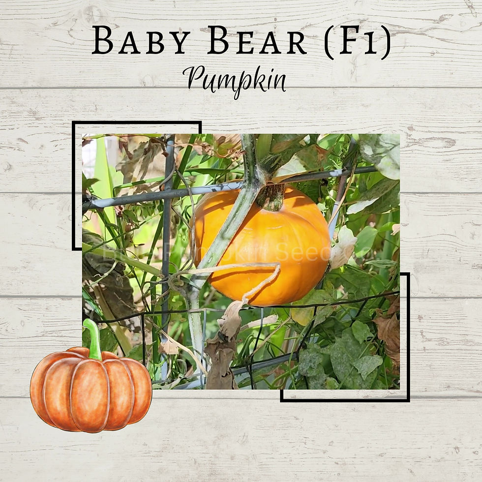Thumbnail: Baby Bear pumpkin seeds video.