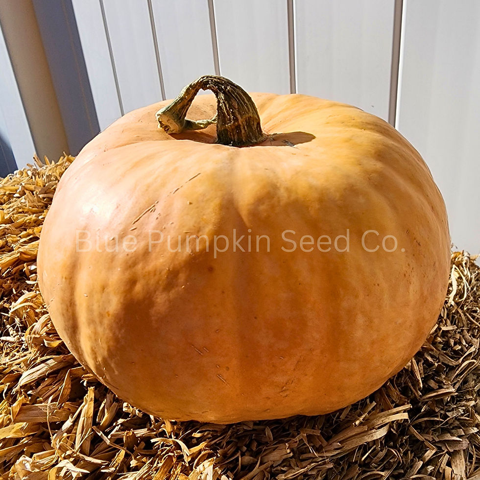 The front view of a Sleepy Jack pumpkin on a hay bail.