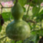 A bottle gourd hanging on a trellis.