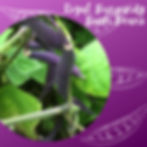 Thumbnail: Royal Burgundy Beans video.