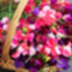 A wicker basket filled with different colors of sweet peas.