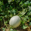 Thumbnail: A single Green Flesh melon growing on the vine.