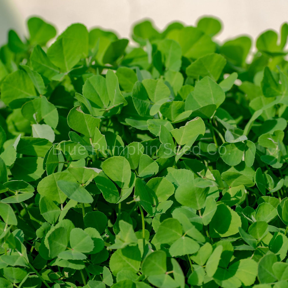 Thumbnail: A Fenugreek plant.
