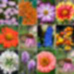 A collection of photos showing Annual Candytuft, Butterfly Milkweed, Dwarf Cosmos, Gayfeather, Hoary Vervain, and Indian Blan