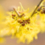 Thumbnail: Witch hazel.