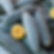 Thumbnail: A large pile of Guatemalan Blue squash.