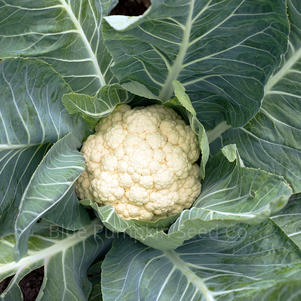 Miniatura: A head of Amazing Cauliflower reaching maturity.