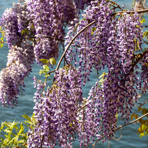 white wisteria trees 17in Long White Wisteria Spray, Case of 12  Jamali Garden
