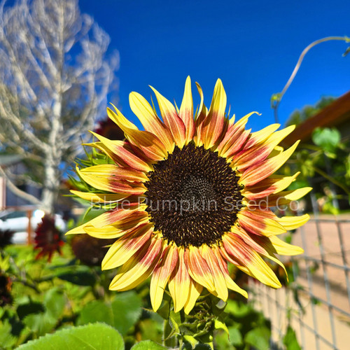 Cherry Rose F1 sunflower seeds | Blue Pumpkin Seed Co