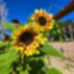 Two Cherry Rose Sunflowers in the sunshine.