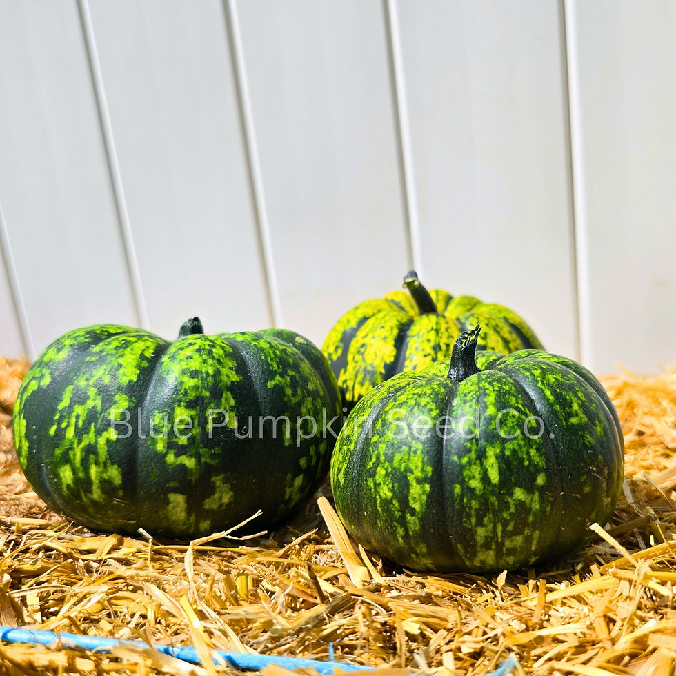 Thumbnail: Thre Phantomita F1 pumpkins on a bail of hay.
