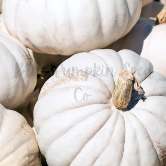 Thumbnail: A close up of several Valenciano pumpkins.