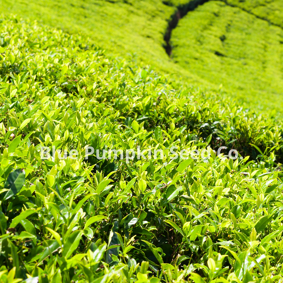 Miniatura: These are several rows of tea tree bushes grown for commercial production.