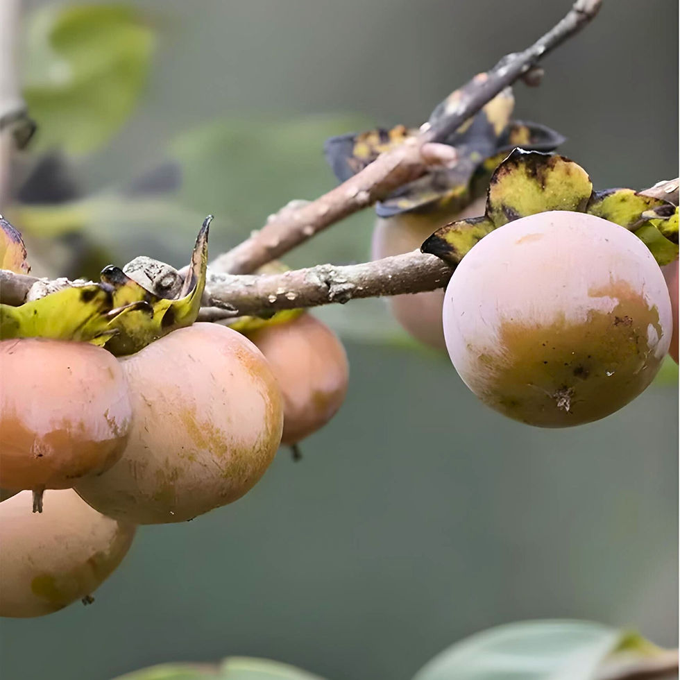 Several lotus persimmons hanging from a tree.