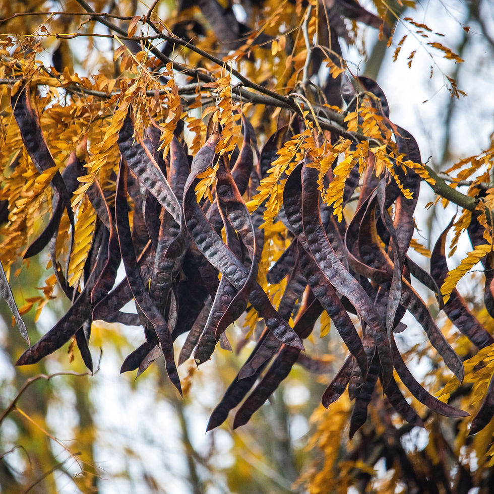 Mature Carob pods hanging from their branch.