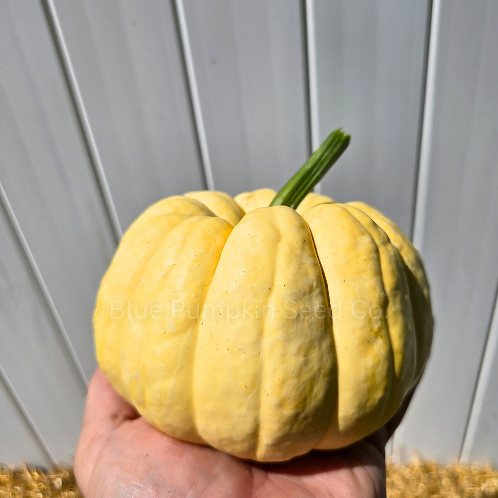 Miniatura: My hand holding a Sunshine F1 pumpkin.