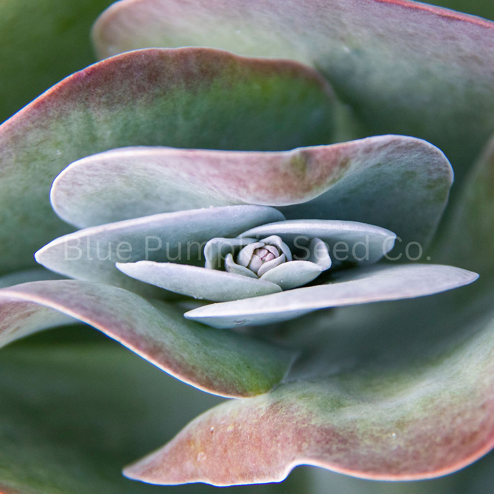 Thumbnail: A close up look at the Kalanchoe Thyrsiflora succulent.