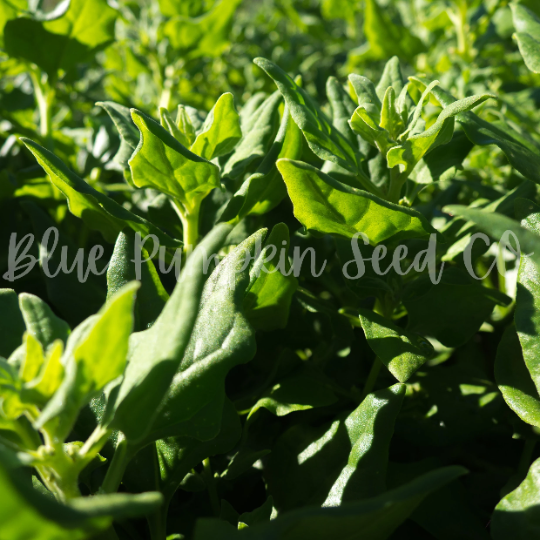 Miniatura: Healthy New Zealand spinach growing outdoors.