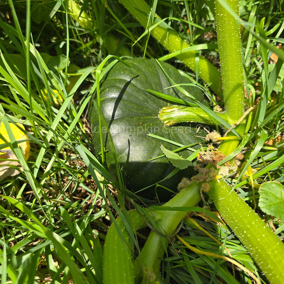 Thumbnail: A Sake f1 pumpkin on it's side.