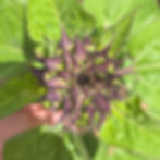 Thumbnail: Sunfill Purple F1 sunflower.