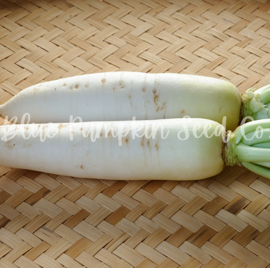Miniatura: Two fresh Minowase daikon radishes on a bamboo mat.