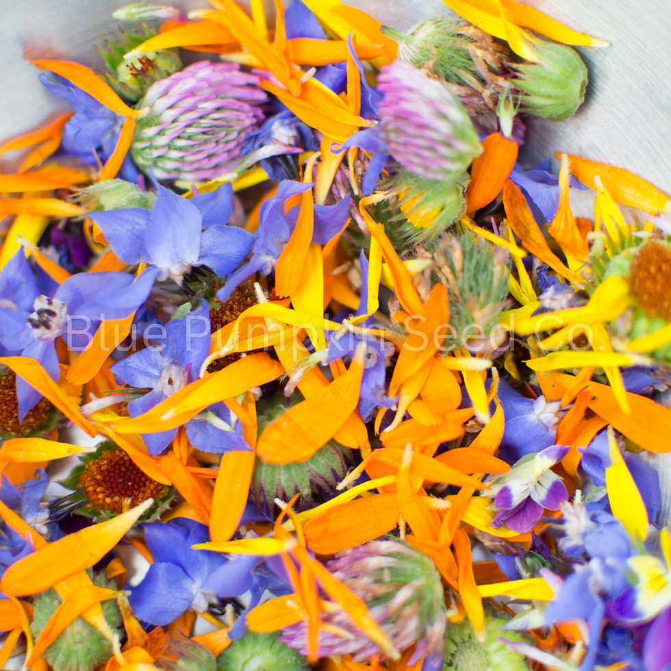 Thumbnail: Cornflowers and borage flowers are used as a garnish for a dish.