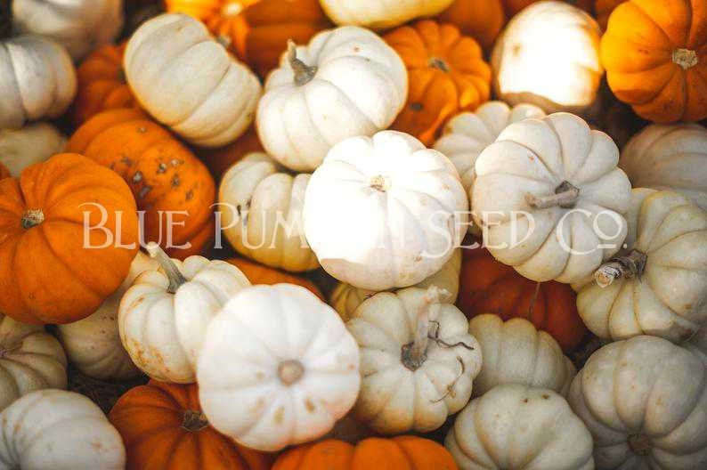 Thumbnail: Casperita pumpkins mixed in with other varieties.