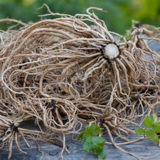 Miniatura: Valerian roots being cut and processed for various applications.
