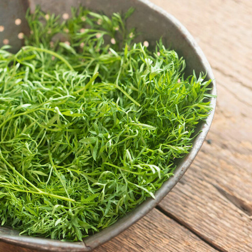 Confetti F1 Cilantro seeds Blue Pumpkin Seed Co