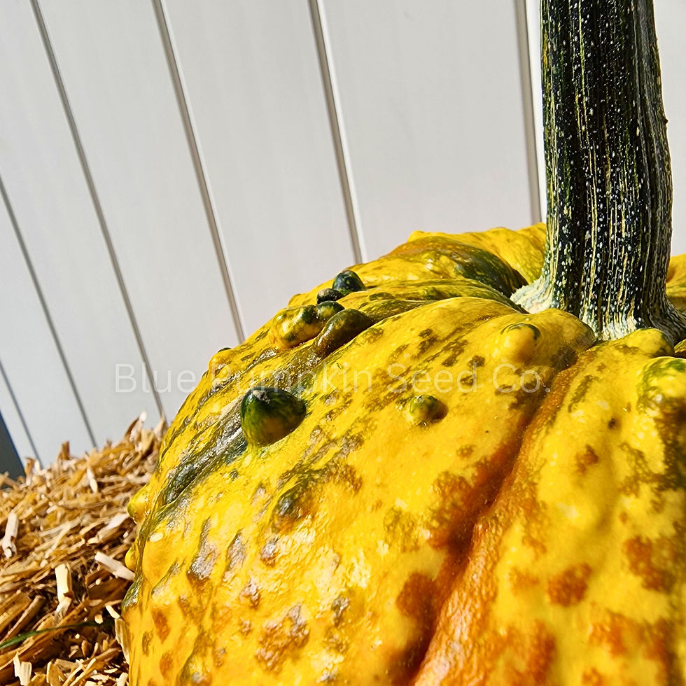 Miniatura: A close up of the texture of a Warty Gnome F1 pumpkin.