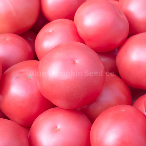 Martha Washington F1 tomato seeds (organic) | Blue Pumpkin Seed Co
