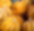 Thumbnail: American Tondo pumpkins that have reached full maturity.
