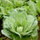 Thumbnail: A large healthy Vates collards plant.